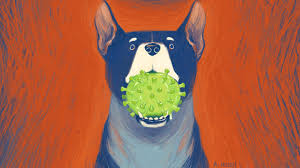 a new coronavirus may be making people sick and it s coming from dogs goats and soda npr