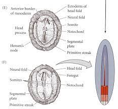 Developmental Biology 3230