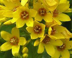 Hitta stockbilder i hd på yellow flowers whorled loosestrife lysimachia perennial och miljontals andra royaltyfria stockbilder, illustrationer och vektorer i shutterstocks samling. Lysimachia Vulgaris Yellow Loosestrife Identification Distribution Habitat