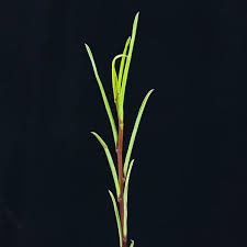 Image result for Ipomoea welwitschii