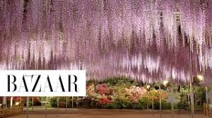 We did not find results for: This Wisteria Flower Tunnel In Japan Is The Most Magical Place Ever Youtube