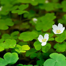 Oxalis can grow to be 4 to 12 inches tall and thrives in full sun or shade. Weed Management Oxalis Control Cardinal Lawns