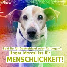 Grundsätzlich geht von wölfen keine gefahr für menschen aus, weil der mensch nicht in das beutespektrum des wolfes passt. Tiere Suchen Ein Zuhause Startseite Facebook