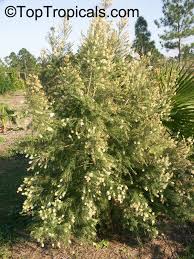 Image result for Melaleuca sp. A (Biegel 5741)