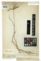 Image result for Dactyloctenium geminatum