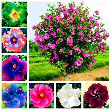 Flower bed plants flower beds planting flowers large flowers pretty flowers perennial flowering plants flower close up citrus trees matrix. Rare Mix Colors Giant Hibiscus Seeds Potted Plant Perennial Flowers Seed 100pcs For Sale Online Ebay Flower Seeds Lily Seeds Rose Seeds