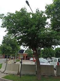 Image result for Dalbergia sissoo