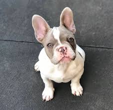 Keep your dog ears clean to deal with an unpleasant smell from the french dog. French Bulldog Puppies French Bulldog Pups French Bulldog For Sale