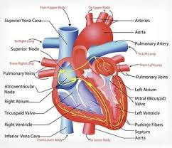 Pin On Biology Biology dissection for gcse and a level. pin on biology
