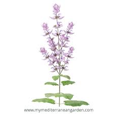 Image result for Salvia sclarea