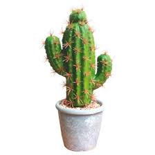 Aunque puedan aguantar la exposición al sol, ten cuidado si se vuelven amarillos porque necesitarán que los retires del calor para que se enfríen un poco. Tienda De Cactus Y Suculentas Online Cactusworld Club