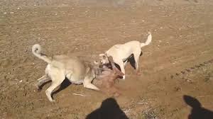 Kangal Kopegi Ve Kurt Kapismasi Izlesene Com