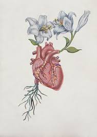 Are you searching for heart png images or vector? Heart Anatomical Heart Art Heart Art Anatomy Art