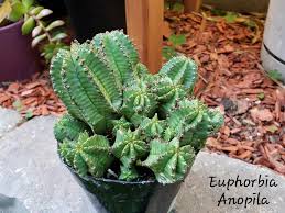 Euphorbia Anoplia Plants Euphorbia Cactus Plants