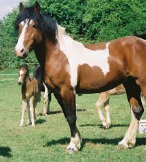 Fichier Pottok Pony Jpg Wikipedia Horse Breeds Pony Breeds Giant Animals