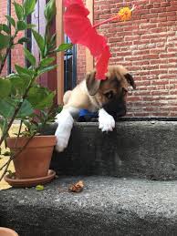 Many have been rescued from suffering on the streets or as survivors of the asian dog meat trade. How To Ace Your Pet Rescue Application And Why It S So Tough