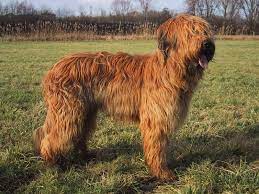 Even kids can look cute with simple braids. Briard Simple English Wikipedia The Free Encyclopedia
