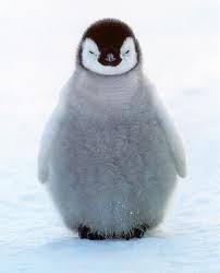 The baby penguin's name took on added meaning after its namesake's death. Awe Adorable Fluffy Penguin Baby Cute Animals Baby Penguins Cute Baby Penguin