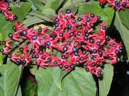 Image result for Clerodendrum abilioi