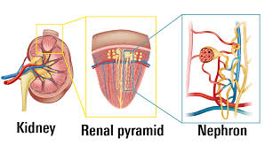 Image result for Renal Function