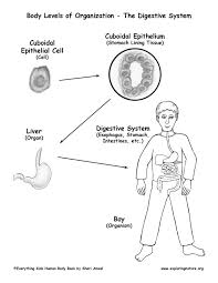 Copy Of Cells Tissues Organs And Organ Systems Lessons