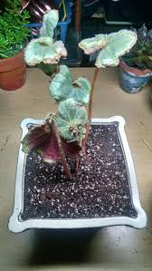The foliage is striking enough to stand on its own but it's a good mixer, too. Begonia Beginner