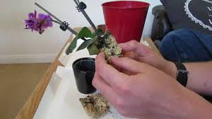 Check spelling or type a new query. Repotting Miniature Phalaenopsis Orchid Youtube