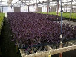 Image result for Tradescantia pallida