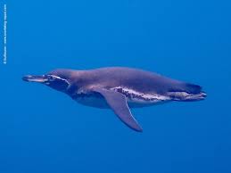 Image result for Pentanisia sykesii