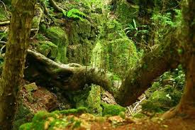 Puzzlewood is an ancient woodland site and tourist attraction, near coleford in the forest of dean, gloucestershire, england. Puzzlewood Coleford England Atlas Obscura Magical Forest Forest Of Dean Magic Forest