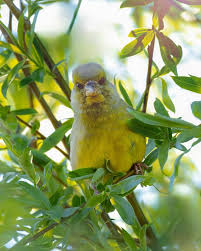 Image result for Chloris