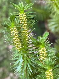 Image result for Huperzia bampsiana