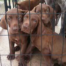 Which breeds mix with german shorthaired pointers? Pointeraner Weimaraner Gsp Hybrid Cross Mix Breed Puppies For Sale Indiana