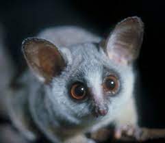 Primate Factsheets Lesser Bushbaby Galago Behavior Cute Animals Animals Beautiful Animals