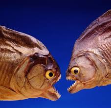 Amazonas Becken An Diesem Fisch Beissen Sich Piranhas Die Zahne Aus Welt