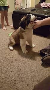 Male saints will grow as tall as 28 to 30 inches (71 to 76 cm) and weigh as much as 140 to 180 pounds (63 to 81 kg). 10 Week Old St Bernard Aww