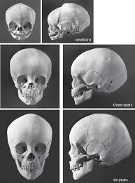 This may vary from person to person, but as a rule, most people have 206. Skull An Overview Sciencedirect Topics