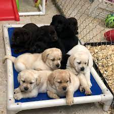 Easy to follow steps · tricks worth showing off · beginner & advanced Dogs And Puppies For Sale Near Me Posts Facebook