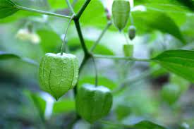 The wild chinese lantern festival will light up the night in huntsville. Ground Cherry Or Chinese Lantern Virginia Wildflowers