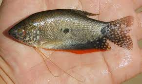 Sedangkan untuk budidaya, biasanya ikan air tawar ini di pelihara di kolam dengan ukuran yang lebih besar dan berada di luar ruangan. Sepat Rawa Wikipedia Bahasa Indonesia Ensiklopedia Bebas
