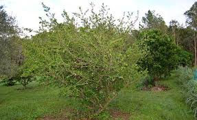 60+ vectors, stock photos & psd files. Barbados Cherry Acerola Growing Self Sufficient Me