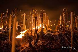 Winemakers Are Lighting Fires In The Vineyards To Fight Frost In Chablis Vineyard Chablis Fire