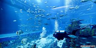 Acquario di genova adalah aquarium terbesar di eropa dan menjadi tuan rumah bagi keragaman hayati akuatik paling luas di eropa. Menikmati Pemandangan Laut Dari Akuarium Terbesar Di Dunia Lifestyle Fimela Com