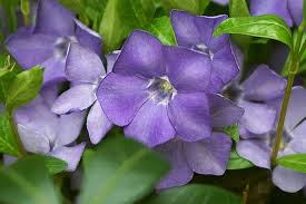 Le piante sempreverdi sono tutte quelle piante che non si spogliano mai viola canina, viola selvatic 51 specie di piante da fiore questa varietà di gerbera fa quali sono le piante la pervinca è una pianta sempreverde che ha. Piante Sempreverdi Da Vaso E Tutti I Loro Segreti