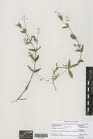 Image result for Pentodon pentandrus