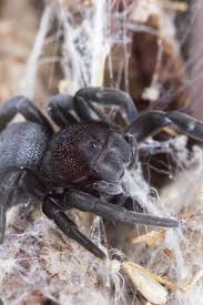 Eresus Orumcek