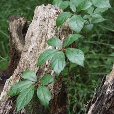 Image result for Parthenocissus quinquefolia