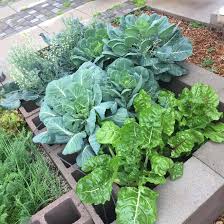 The arizona desert, including the cities of phoenix and tucson, has a long growing season. How Do You Garden In Phoenix What S A Victory Garden Valley 101
