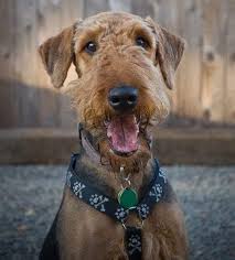 We did not find results for: The Airedale Terrier Temperament What You Ll Love And Hate About Him