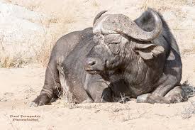 Cape Buffalo Resting at Kruger National Park, South Africa… | Flickr